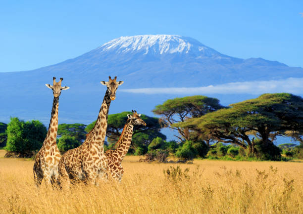 A giraffe walking in the savanna with acacia trees
